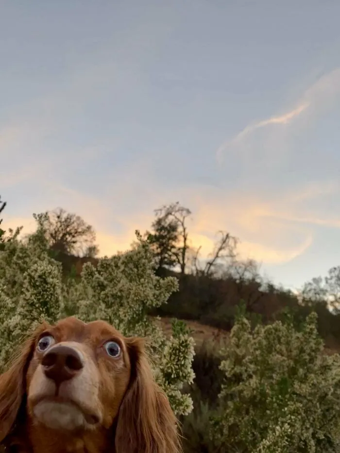 Photobomb