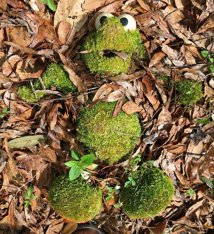 Elmo Toy That I Found While Hiking In Georgia