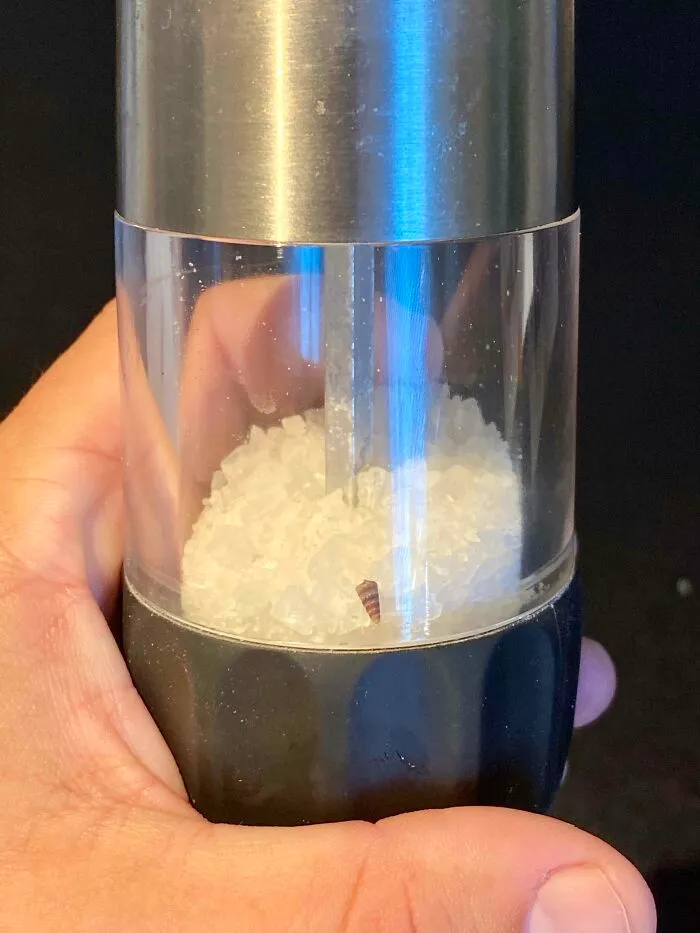 This Shell I Found In My Sea Salt