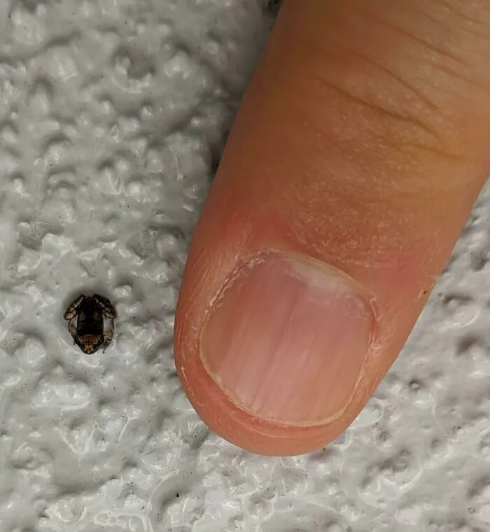 This Morning I Found By Far The Smallest Frog I Have Ever Seen In My Entire Life
