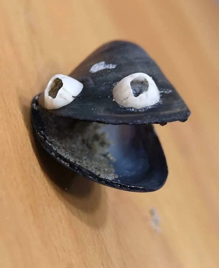 I Found A Mussel With Natural Goggly Eyes