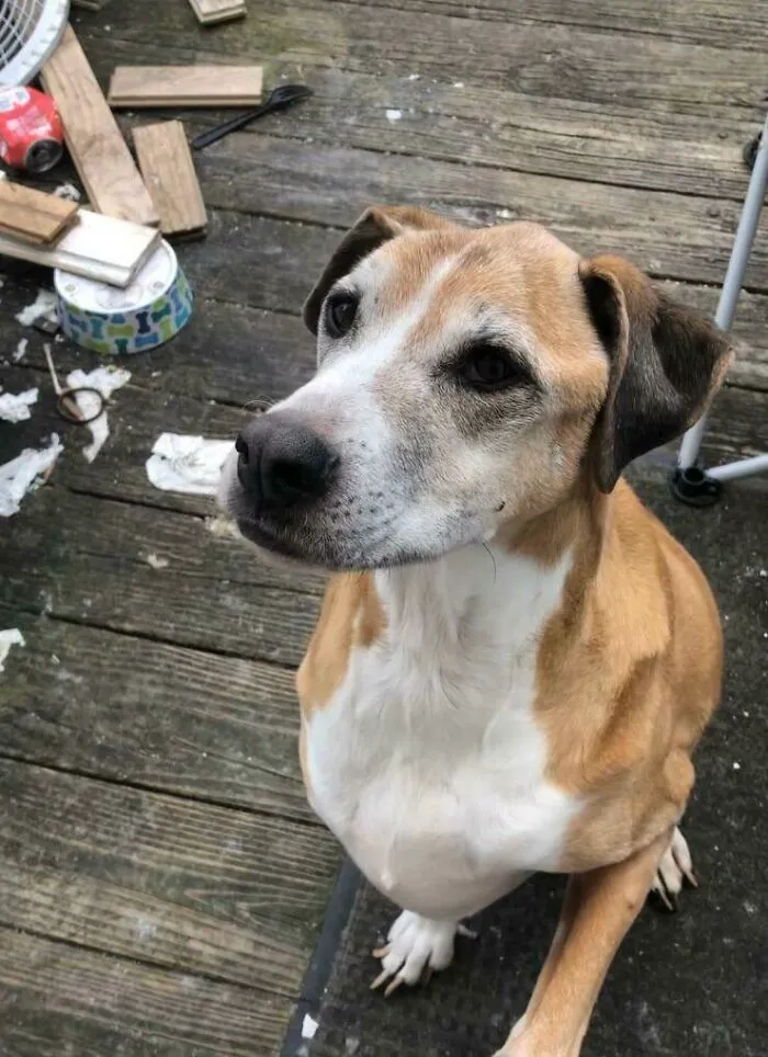 He Recently Ran Away, But After Five Days, We Got Him Back. Say Hi To Joey, My 11-Year-Old Good Boy