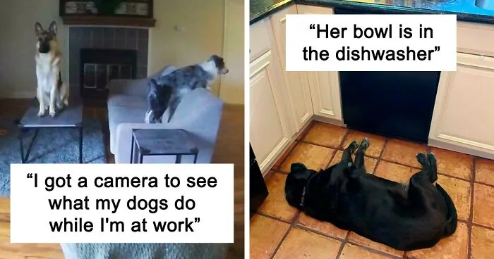 "What's Wrong With Your Dog?": People Are Posting Pictures Of 'Malfunctioning' Dogs (47 Pics)
