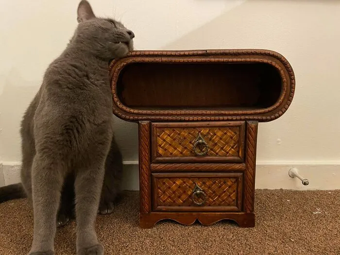 What Is The Hollow Part Of This For? Never Seen Anything Like It Before. Cat For Size Reference