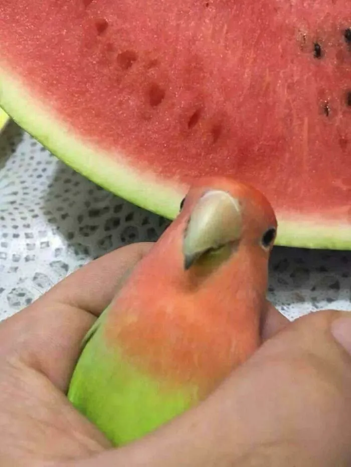 This Massive Watermelon Seed