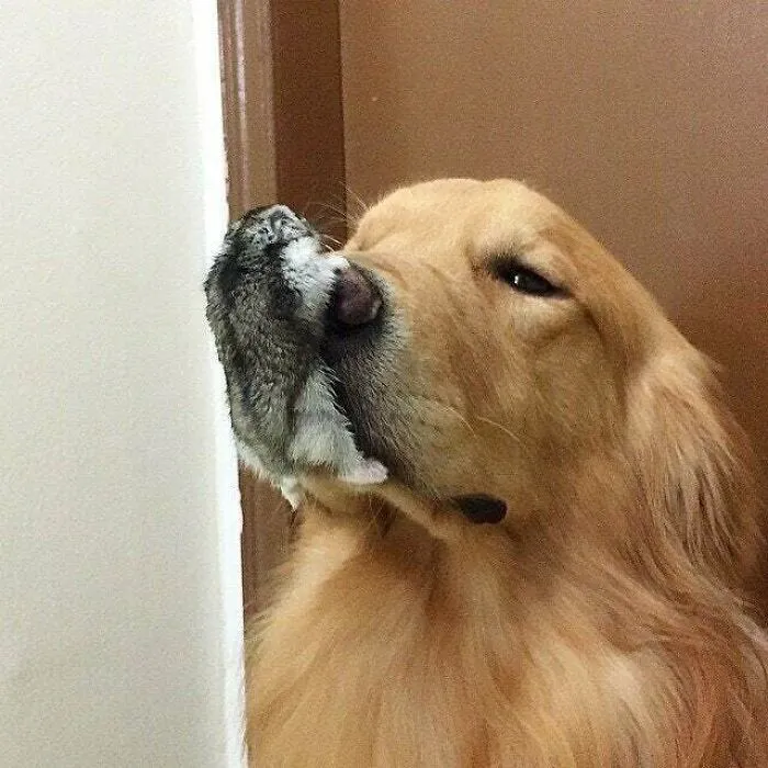 Dog With Horribly Deformed Nose