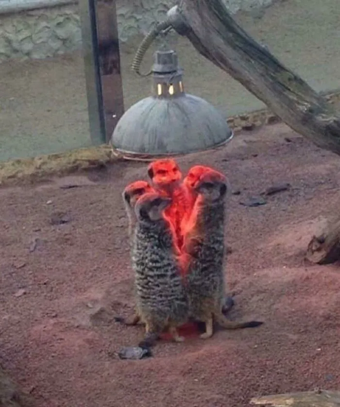 Leña al fuego partiéndose