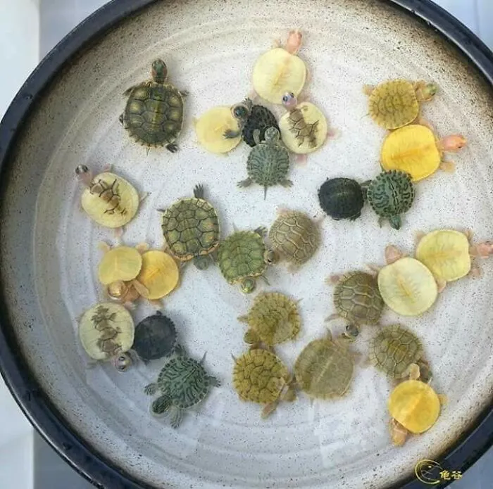 Crecimiento de bacterias en un cultivo de porquería de mi teclado