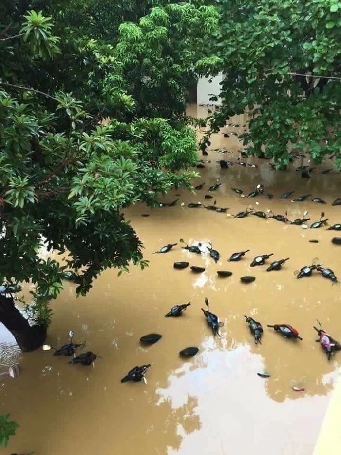 Ducks Swimming On The Lake