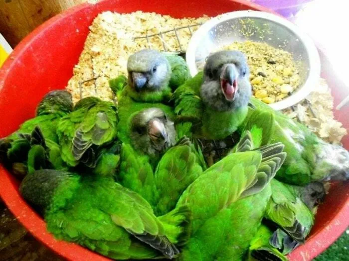 La ensalada para comer