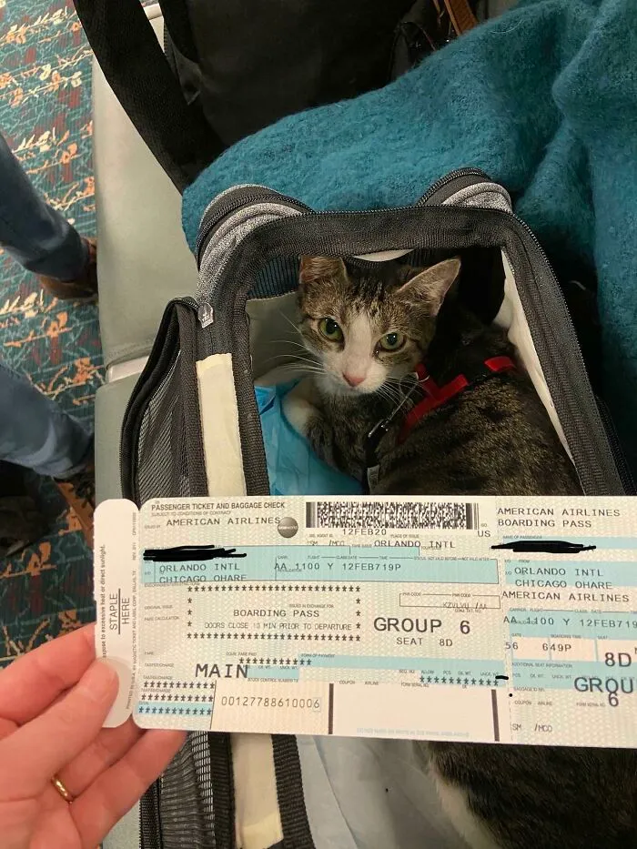 My Wife Is A Flight Attendant And Uses Her Benefits To Help Transfer Animals To Shelters That Value Life A Bit More Than Others. Today’s Guest Was Pepper