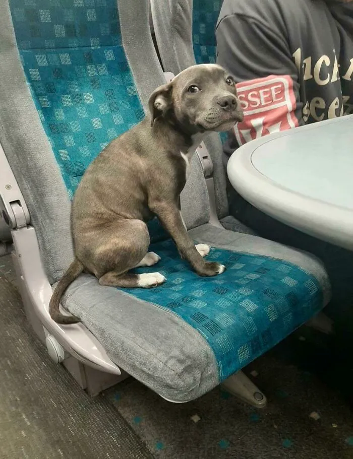 This Is Athena. It’s Her First Train Trip And She’s A Little Scared, But Being Brave As Heck