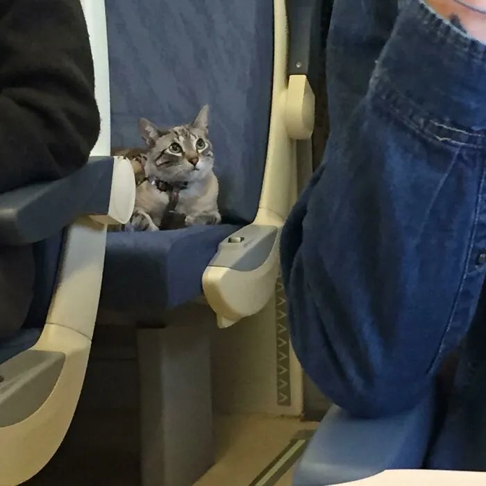 This Little Kitty Had Its Own Seat On The Three Hour Train Ride I Was On In Spain! It Sat So Nicely For The Whole Time