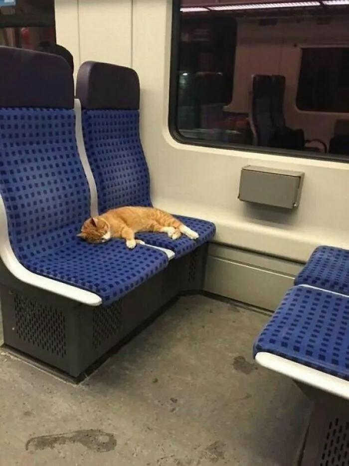 Miren a este caradura usando dos asientos como si fuera el dueño del tren o algo así