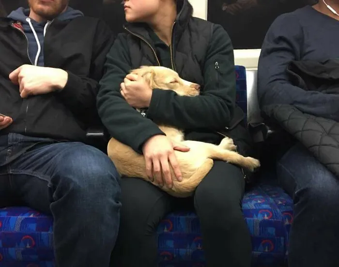 Calla, pequeña, no digas nada. Los encontré en un tren en Londres