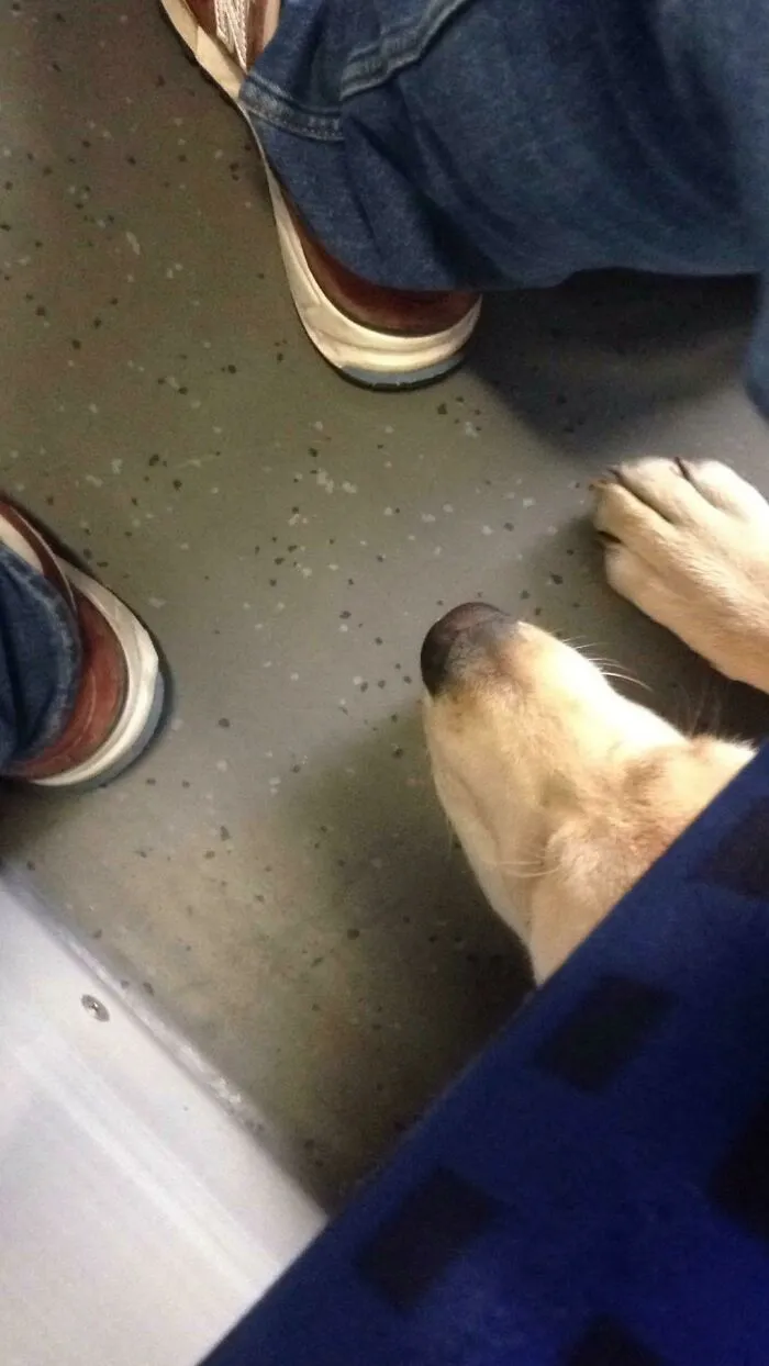 Acabo de subir a un tren. Entonces este pequeño aparece debajo de mi asiento