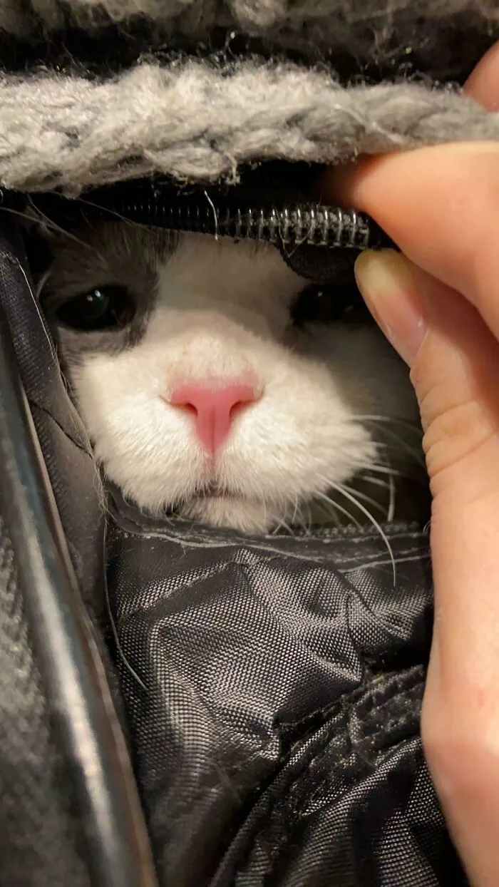 Este pequeño acaba de cruzar Canadá conmigo. Como pueden ver en sus ojos, no estaba contento. Ahora está en casa sano y salvo