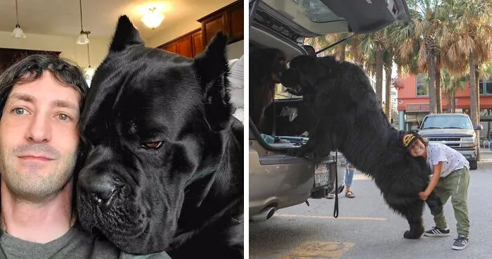 50 Perros que no entienden lo GRANDES que son (Nuevas fotos)
