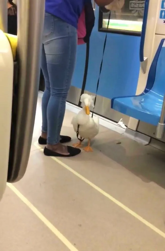 Una señora con su pato en el metro