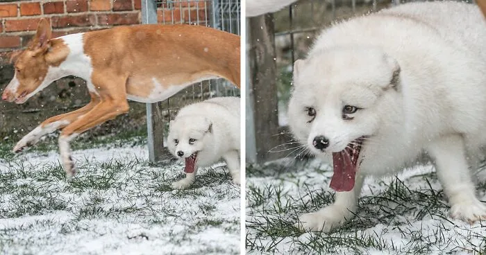 Here's How A Snow Fox We Rescued From A Fur Farm Reacted To Snow For The First Time In His Life