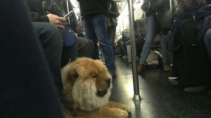 León del metro