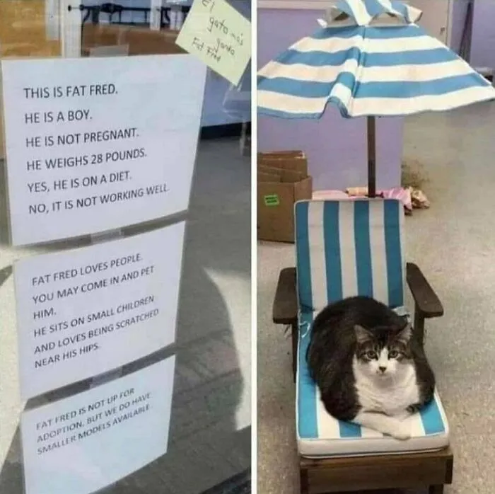 Absolute Unit Fat Fred