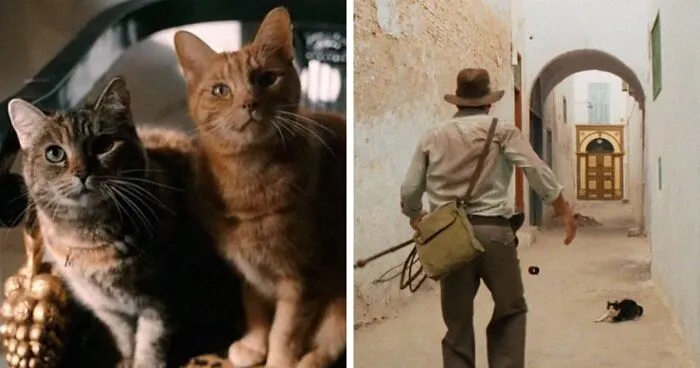 This Twitter Account Asks A Very Important Question: Is There A Cat In This Movie? (30 Pics)