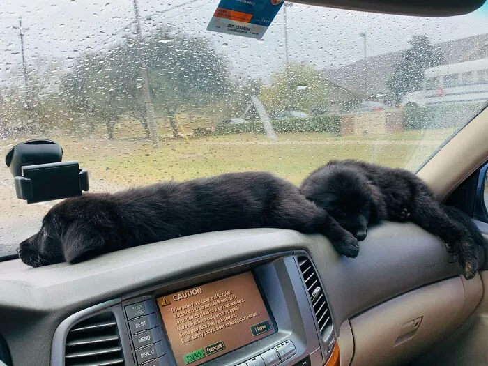 Rescued A Couple Brothers This Weekend