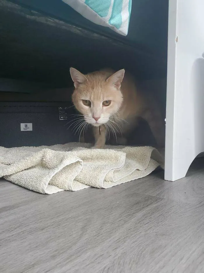 I Just Adopted Atticus This Weekend. He Was A Stray And They Told Me He's A Very Fearful Cat. I Slowly Introduced Him To My Closet With Some Food, A Bed I Warmed Up In The Dryer, And Some Pets When He Allowed. Just This Morning He Sat In My Lap And Purred