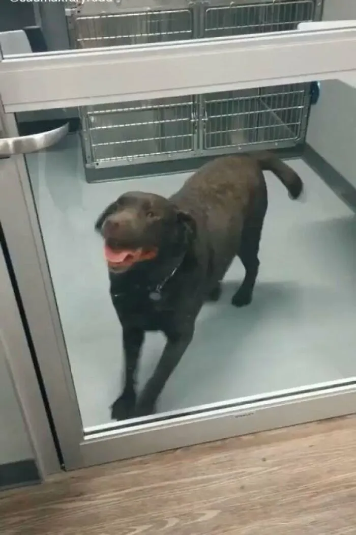 “Uncontrollable Tippy-Taps Right Before Adoption 