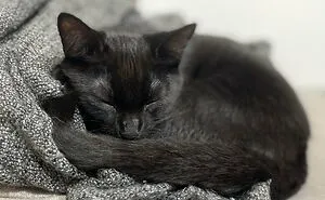 50 Most Wholesome Rescue Pet Photos Of The Month (December Edition)