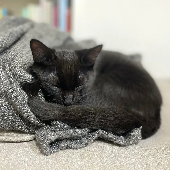 Society Says Black Cats Are Considered Less “Adoptable”. Society Is Wrong