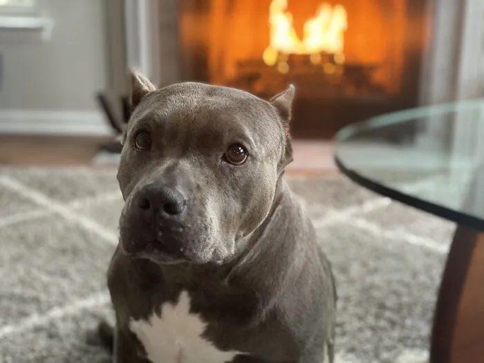 My Newly Adopted, 11 Year Old Daisee Enjoying... Life