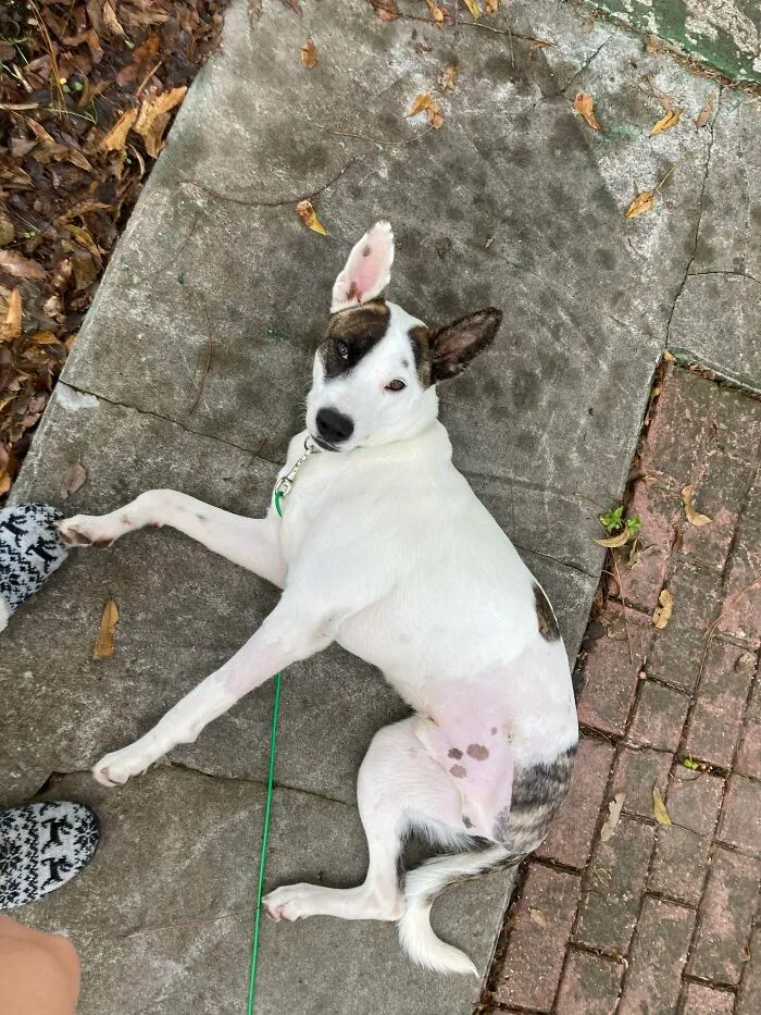 Just Look At This Little Tripod I Adopted