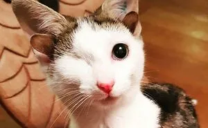 50 Most Wholesome Rescue Pet Photos Of The Month (December Edition)