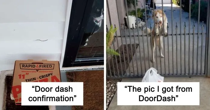 29 Pets Who Surprised Their Owners By "Collecting" Their Delivery