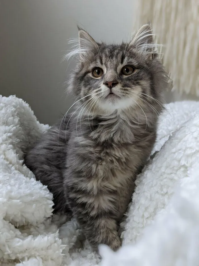 She Was Rescued From A Colony Of 30 Feral Cats In NE Ontario. She Follows Me Around For Snuggles, And Will Snuggle Me For Hours. I Think This One's Gonna Be A Foster Fail...