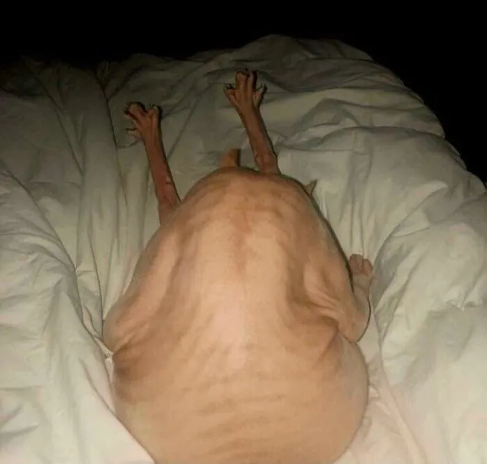 Forbidden Thanksgiving Turkey