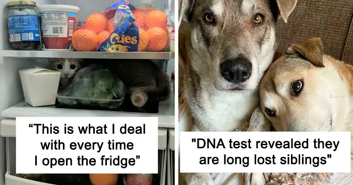 50 Most Wholesome Rescue Pet Photos Of The Month (December Edition)