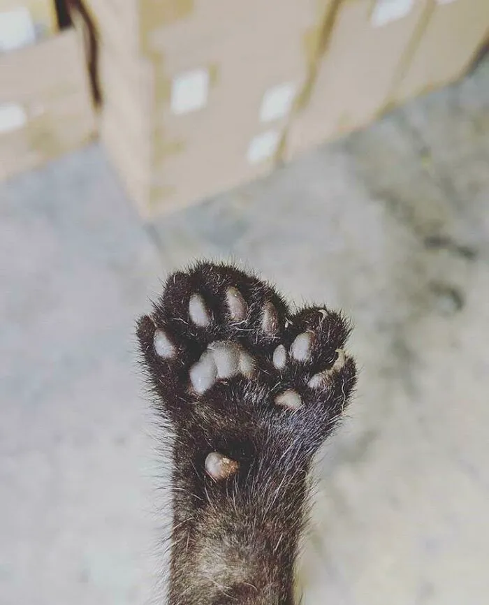 The Cat At Our Warehouse Gave Birth To A Kitten Who Has An Extra Tiny Paw That Functions As A Thumb