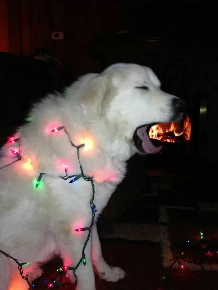 39 Christmas Pics That Were Supposed To Be Nice Until The Dog Showed Up