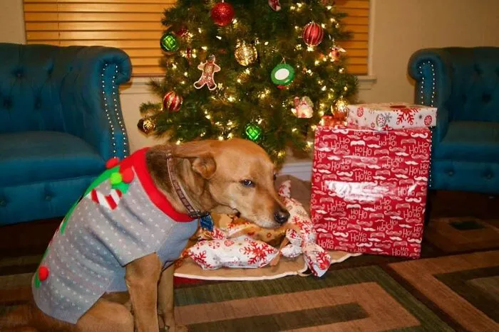39 Christmas Pics That Were Supposed To Be Nice Until The Dog Showed Up