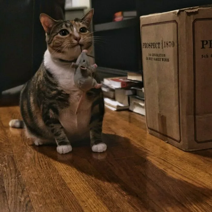 Our Cat Kitty Bang Bang Is Super Proud Of Herself For This Big Catch. I Don't Have The Heart To Tell Her It's Not Real