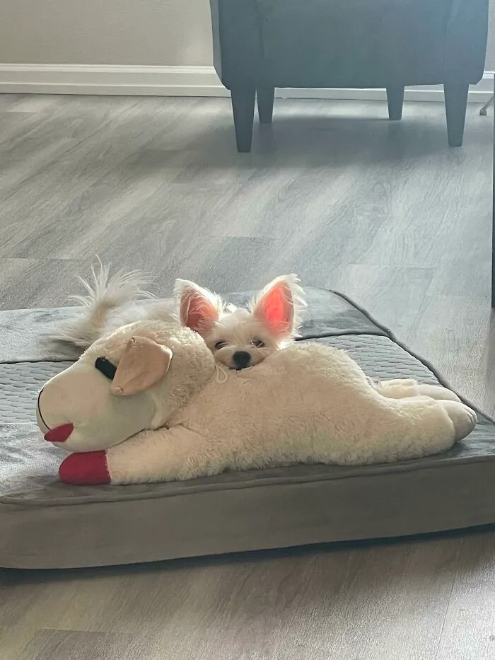 Her Favorite Toy Is One That Is Way Too Big For Her And Was Meant For My Larger Dog