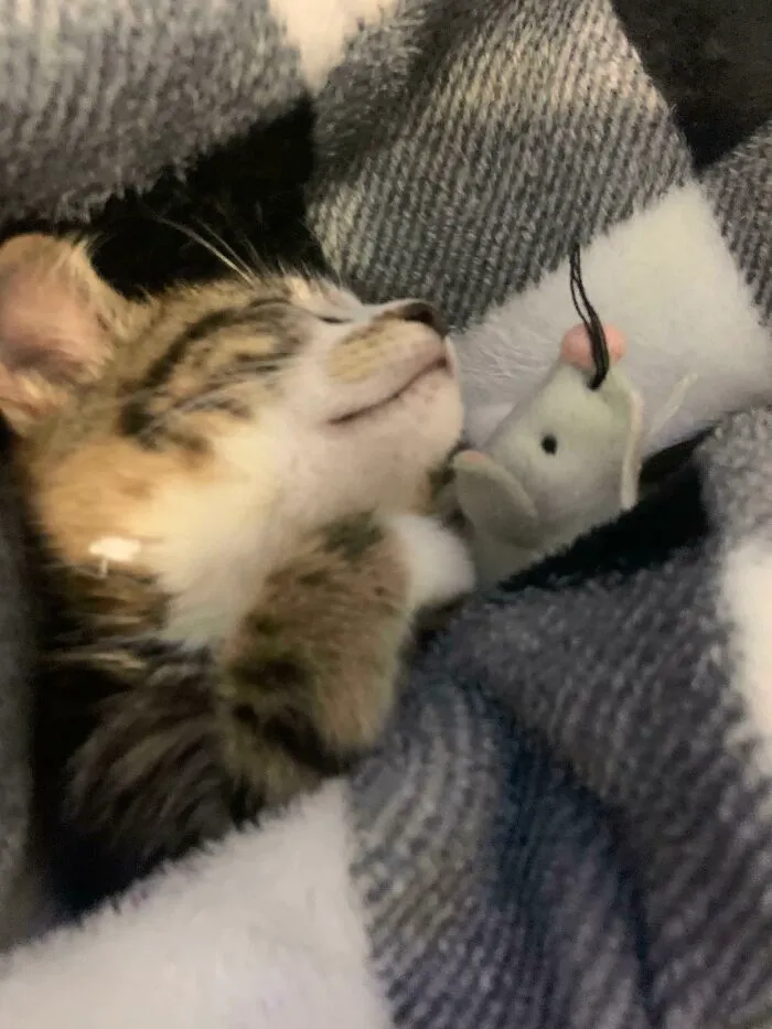 She Refuses To Go To Bed Without Her Favorite Toy