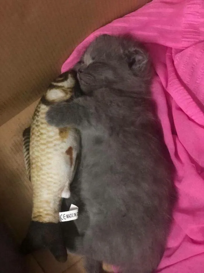 Her Favorite Toy
