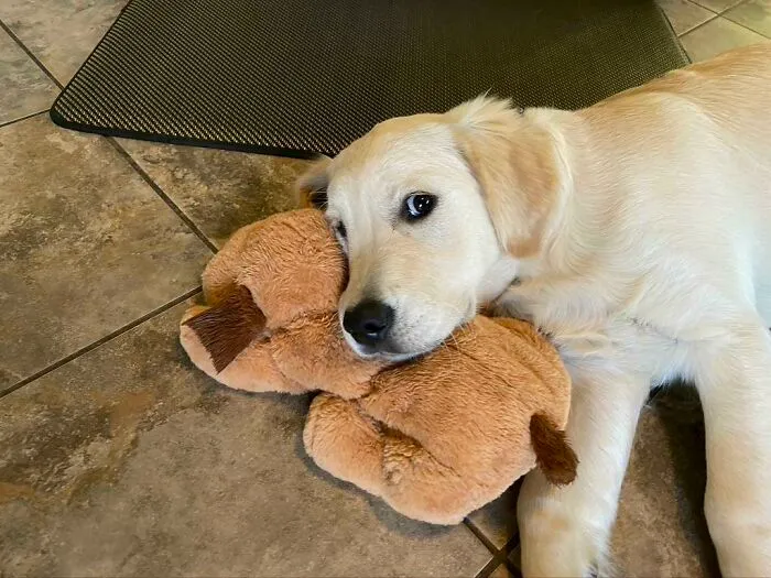 Her Favorite Toy
