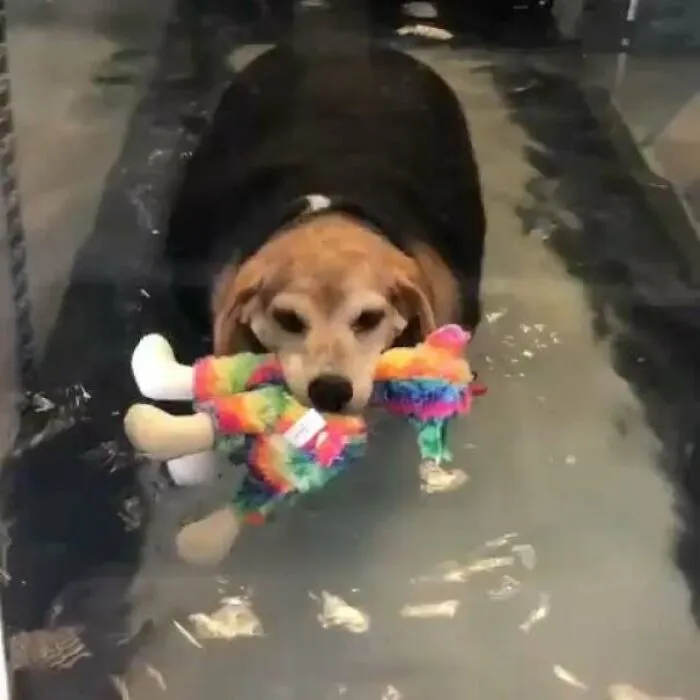 Rescue Chonk Has A Support Toy For When He Exercises!