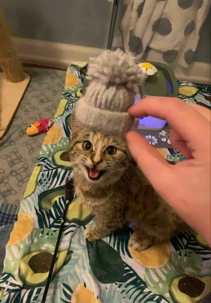 Hice Un Mini Gorro De Invierno Con Tubos De Papel Higiénico E Hilo Y Se Lo Di A Hank Como Juguete. Como Puedes Ver, Ella Está Muy Emocionada
