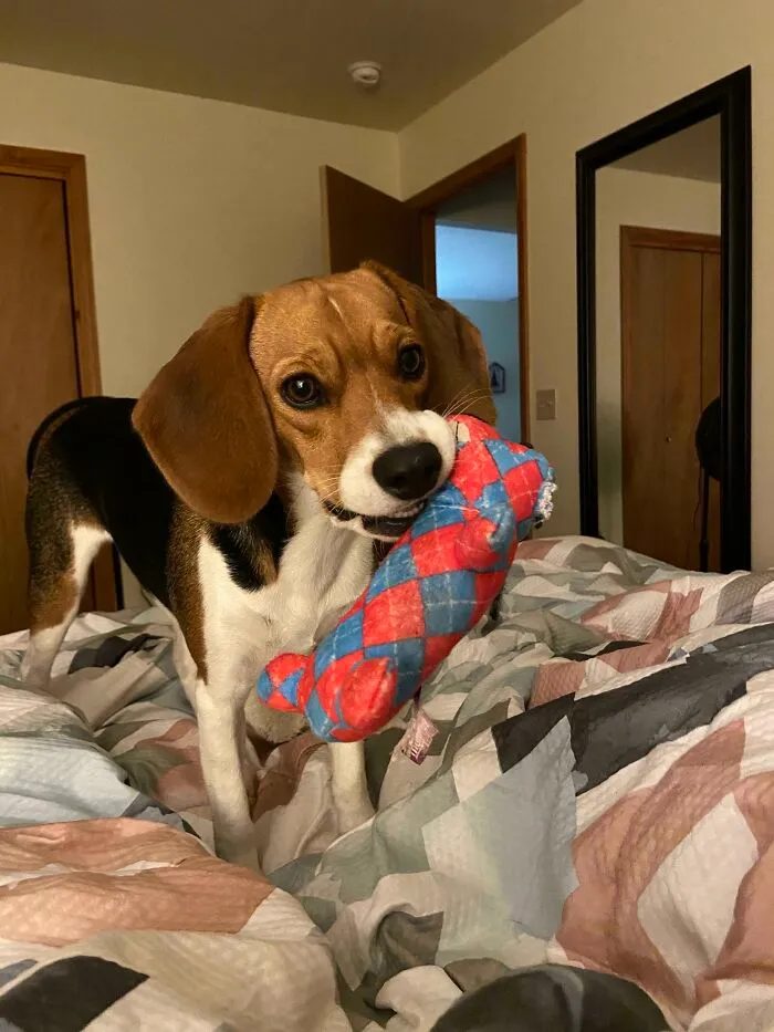 Every Night She Brings A Toy To Bed For A Last Minute Play Sesh And It’s My Favorite Time Of The Day